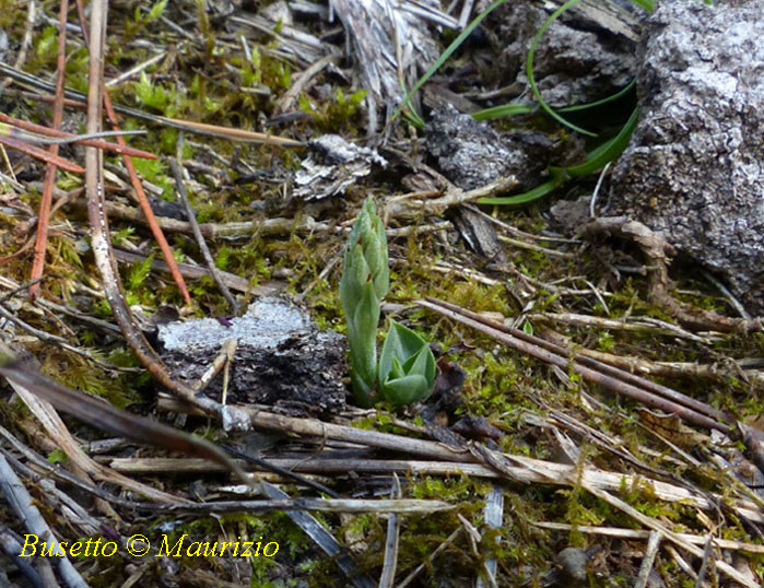 Spiranthes spiralis (La piccolina...)